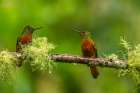 Ecuador-Guango. Chestnut-breasted coronet hummingbirds close-up. Art Print